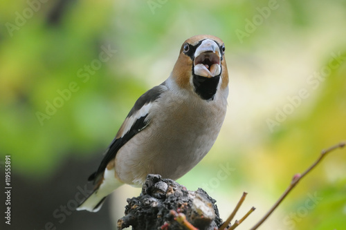 Crying hawfinch in autumn © Victor Tyakht