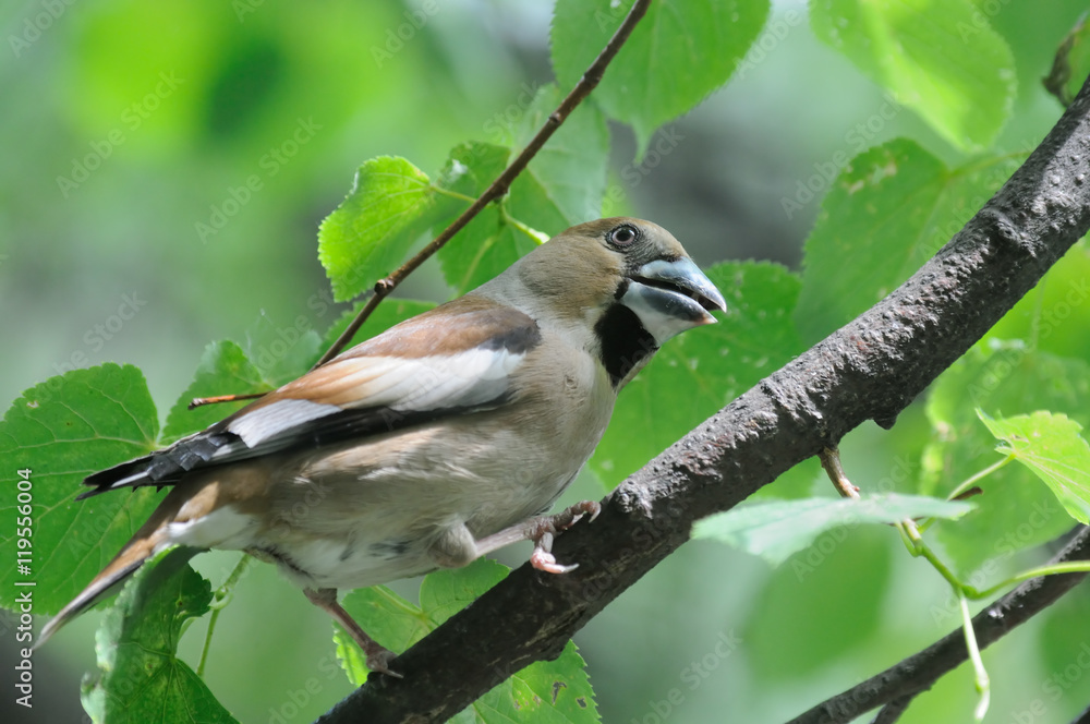 Perching Hawfinch in summer