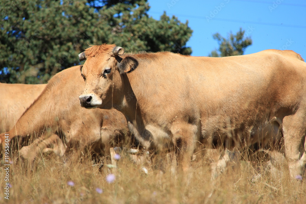 Troupeau de vaches