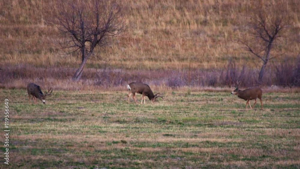 3 Deer Grazing in Field 3 Deer Grazing in Field