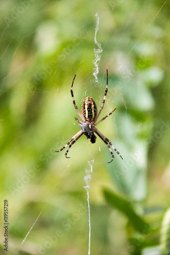 wasp spider sitting on a web green background