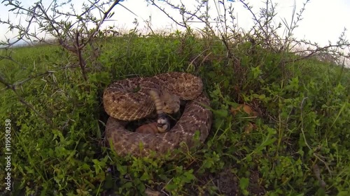 Rattlesnake Attacks Camera