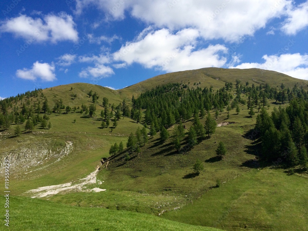 Fototapeta premium Zirbenwald im Hochgebirge