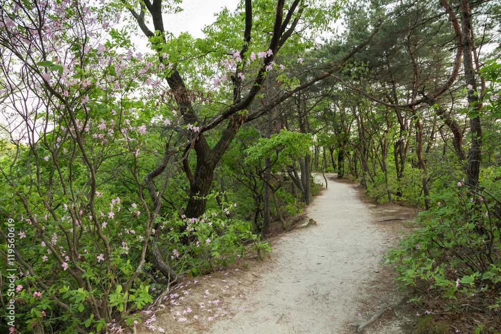 Footpath at a lush forest at the Bukhansan National Park in Seoul, South Korea. Footpath at a lush forest at the Bukhansan National Park in Seoul, South Korea.