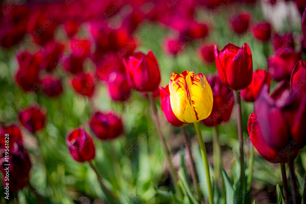 Red and Yellow Tulips at Niagara Falls, Ontario, Canada Red and Yellow Tulips at Niagara Falls, Ontario, Canada