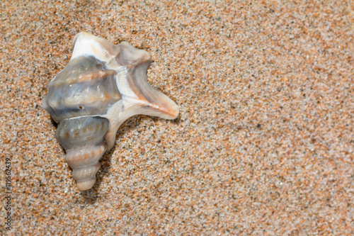 shell on sand 