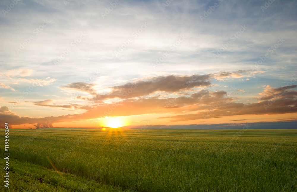 Plakat Beautiful landscape at sunset. Green wheat field at sunset