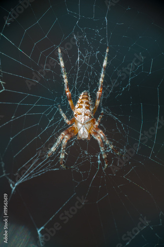 spider Araneus