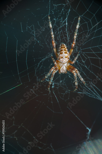 spider Araneus © mironovm