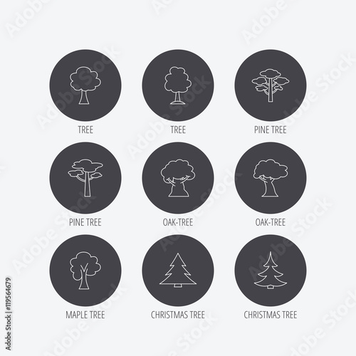 Pine tree, maple and oak icons. Christmas tree.
