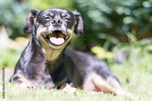 Hund hächelt in den Sonnenstrahlen