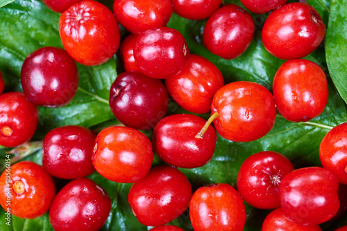 Canvastavla Ripe cornelian cherry (Cornus mas). Fruit background