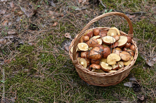 Wicker basket with mushrooms in the forest