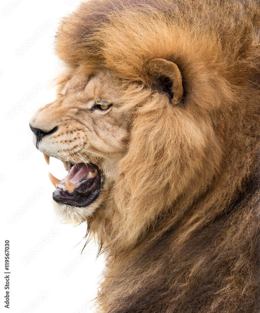 Fototapeta premium Power of lion
