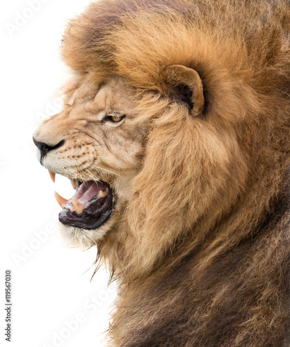 Fototapeta Naklejka Na Ścianę i Meble -  Power of lion
