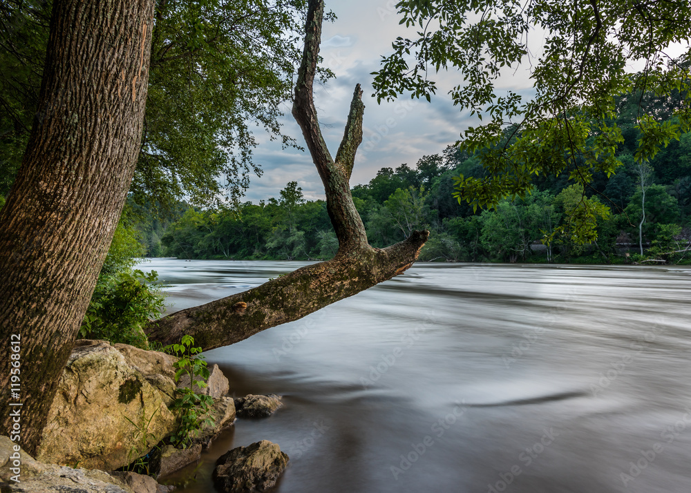 Old Tree Hangs over French Broad River Old Tree Hangs over French Broad River