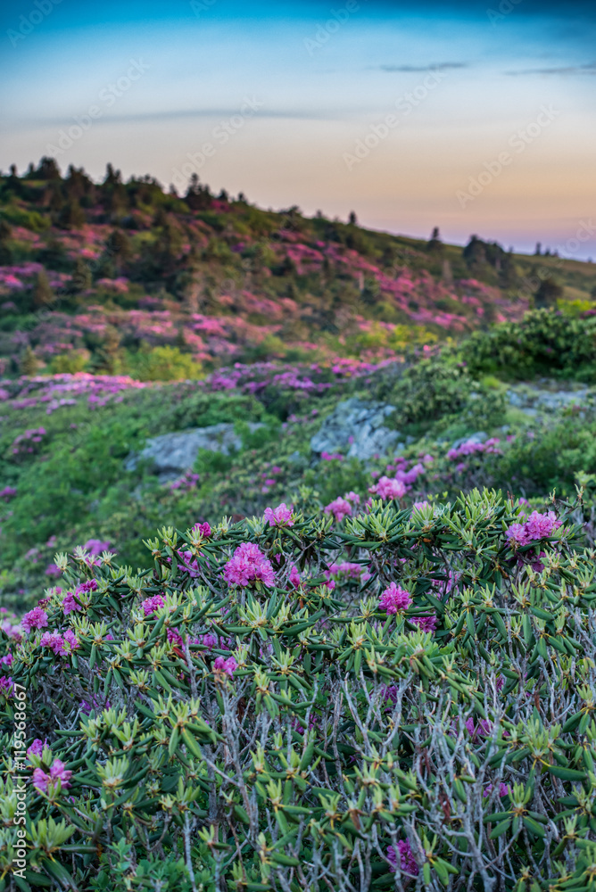 Obraz premium Rhododendron on Grassy Ridge Vertical