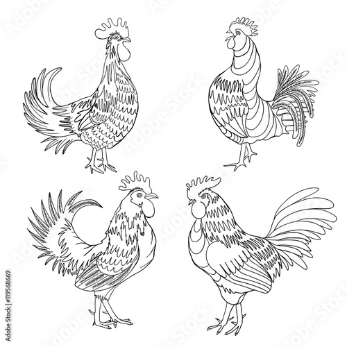 Set of roosters in different directions and poses. Hand drawn cocks. Collection of detailed quality farm birds. Bundle of zodiac symbols for Chinese New year 2017.  