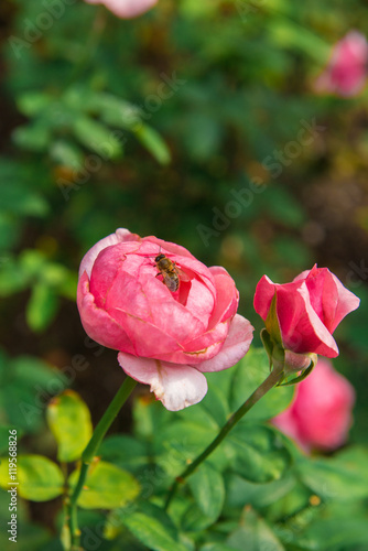 Wallpaper Mural beautiful flowers of roses Torontodigital.ca