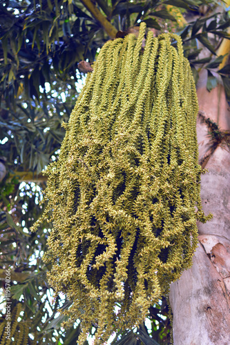 Fruto verde da palmeira de rabo de peixe photo