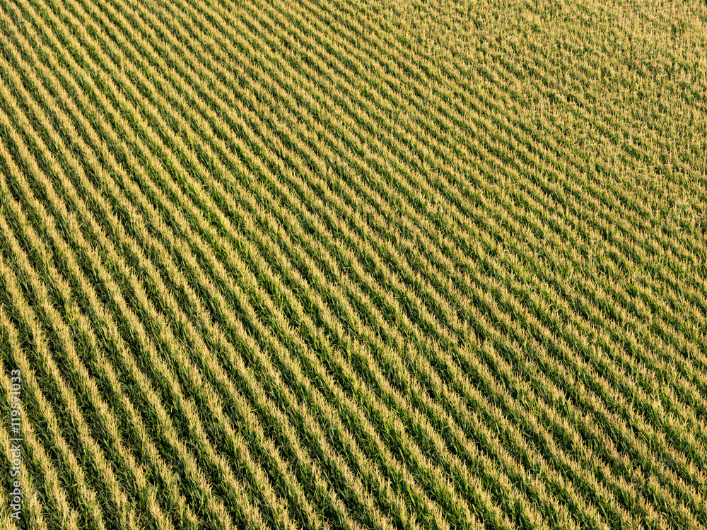 Fototapeta premium Aerial Corn Landscape