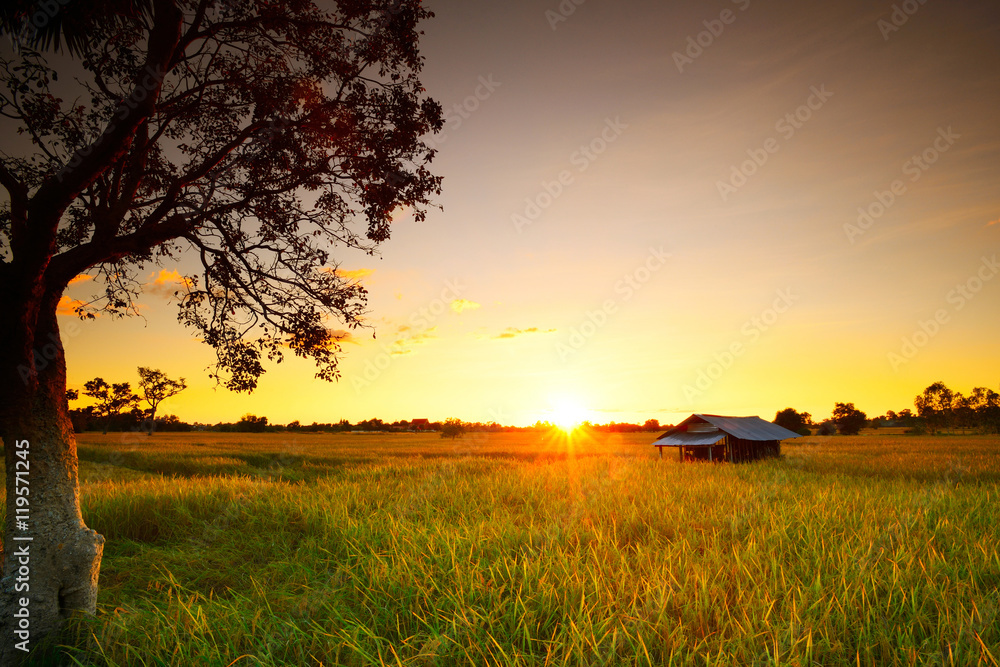 Fototapeta premium rice fields