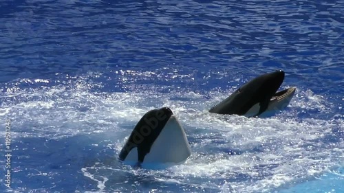 Two killer whales in blue water slow motion