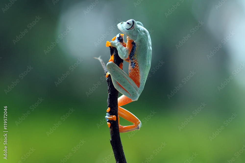 Tree Frog In Flight flying frog, frogs, tree frog, Stock Photo | Adobe Stock