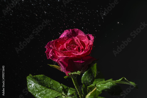 Red rose into the rain on black background