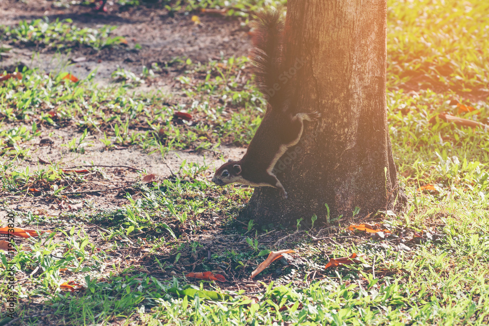 Fototapeta premium Squirrel in the park