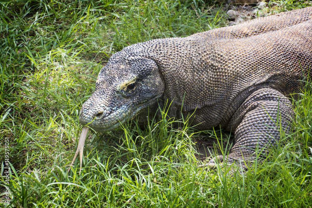 Obraz premium Komodo dragon (Varanus komodoensis), is a large species of lizard found in the Indonesian islands of Komodo, Rinca, Flores
