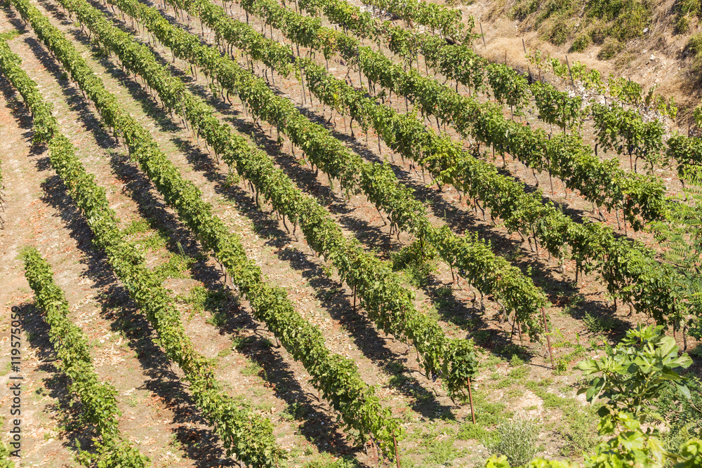 vineyard in autumn with ripe grapes in Ioannina Epirus Greece