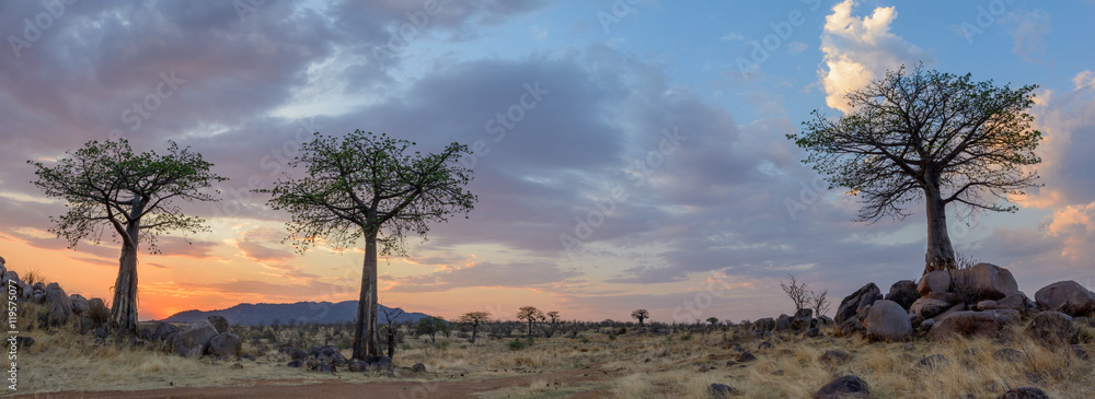 Fototapete mit Sonnenuntergang und Baobab (Adansonia Digitata). Ruaha-Nationalpark. Tansania #119575077
