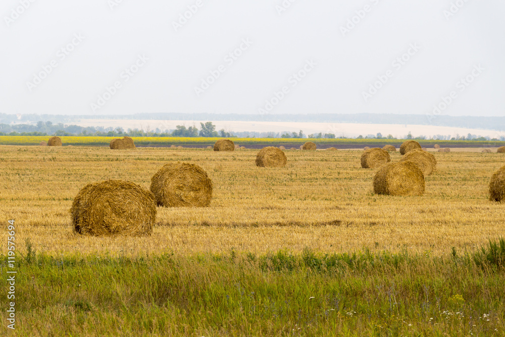 Twisted straw on the field.