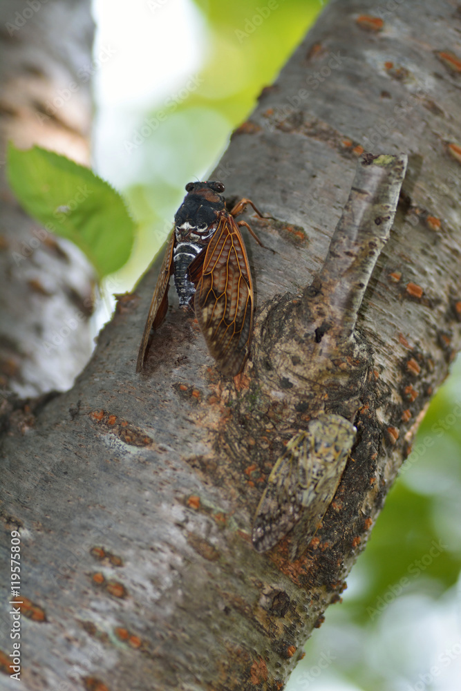 A Japanese Large brown cicada has singing perched on a tree of cherry tree in July. A Japanese Large brown cicada has singing perched on a tree of cherry tree in July.