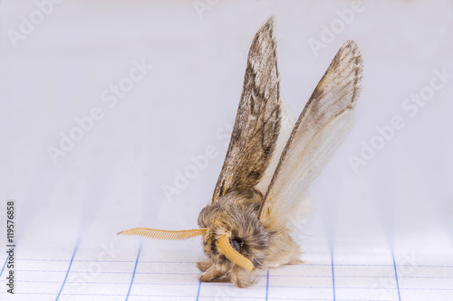 Fototapeta Naklejka Na Ścianę i Meble -  Furry moth landed over the quad paper of a graph notebook. Macrophotography