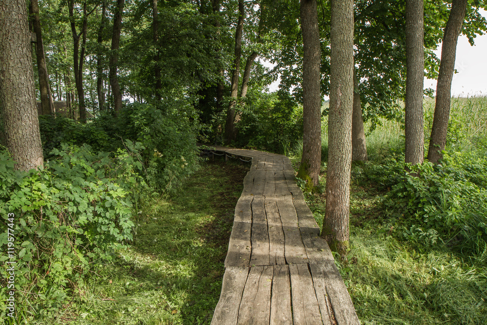 Obraz premium The trail near the reed in lake