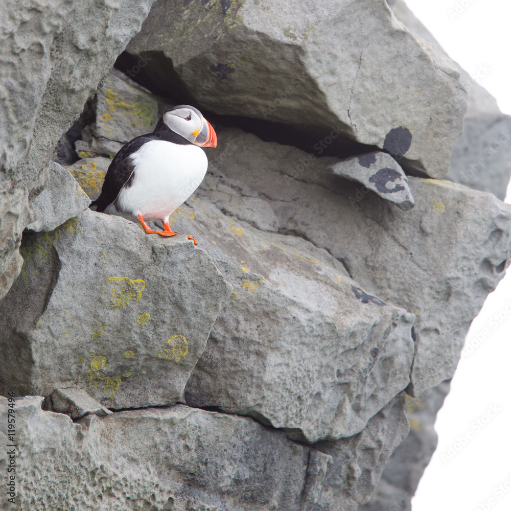 Fototapeta premium Colorful Puffin isolated in natural environment