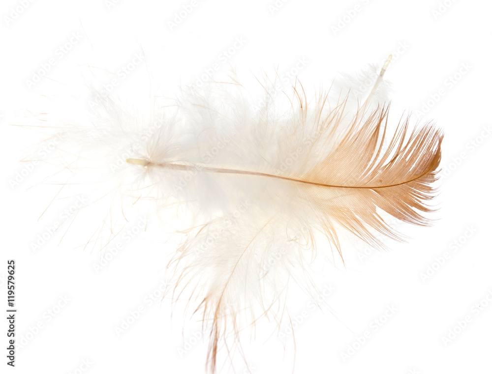 brown feather on white background