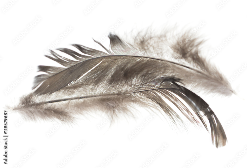Obraz premium Czarne pióra na białym tle