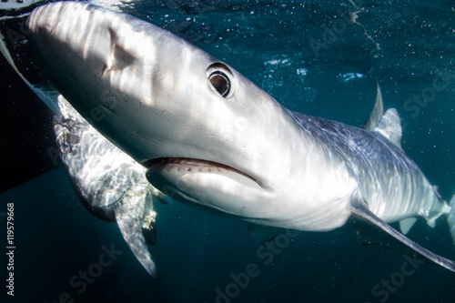 Blue Shark Up Close