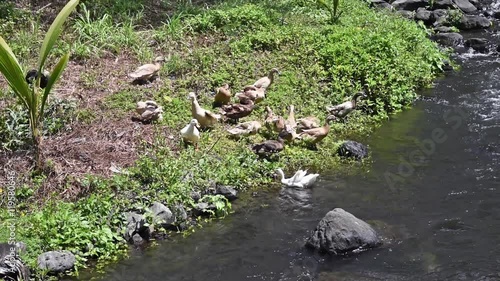 fluttering and preening domestic duck’s feathers on  the riverbank