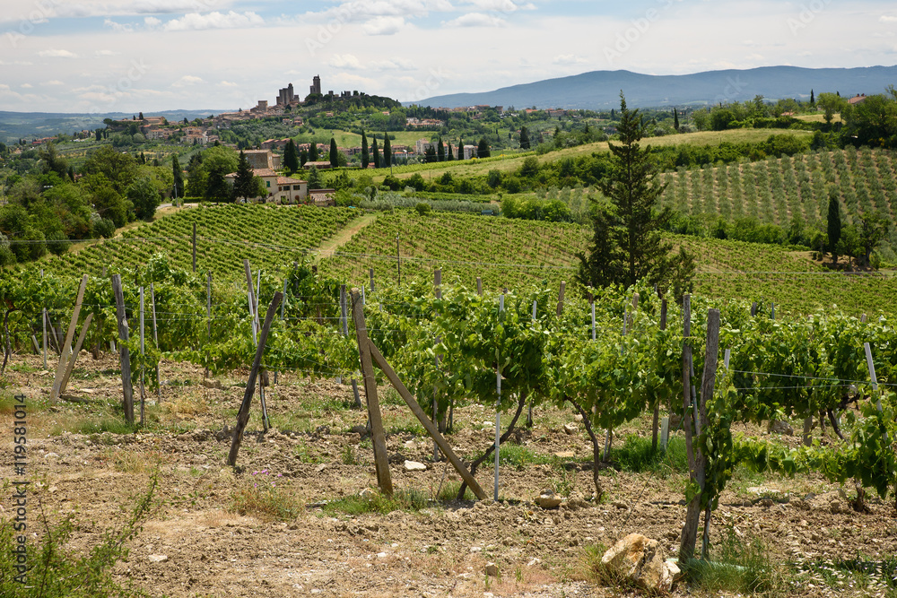Chianti classico vineyards in summer. San Gimigiano in background.