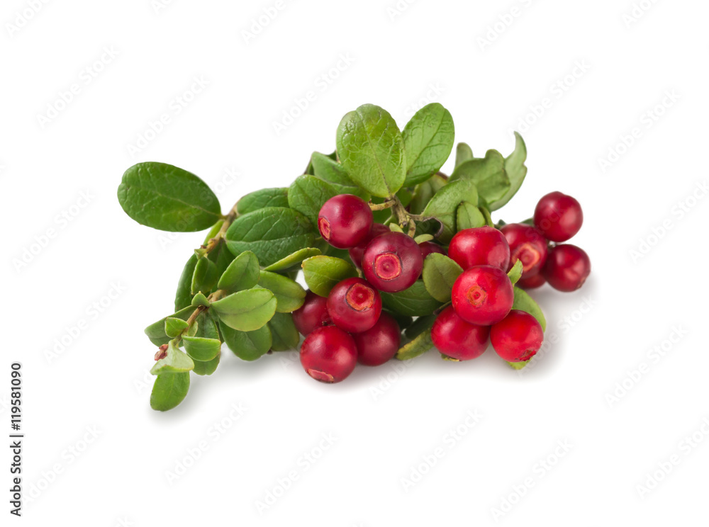 Wild Cowberry with leaves Wild Cowberry with leaves