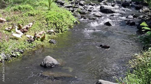 Playful pair of domestic ducks and preening domestic duck’s feathers on  the riverbank