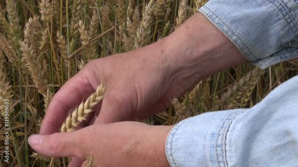Farmer checking if wheat are ripe in the field Farmer checking if wheat are ripe in the field