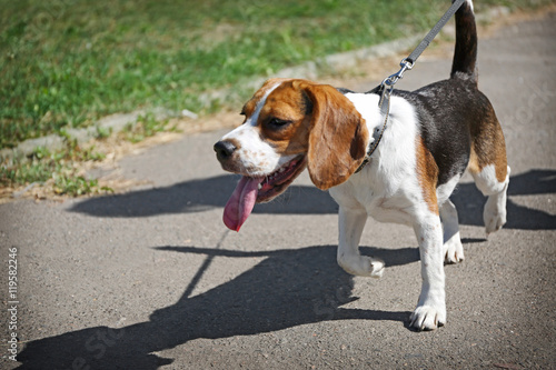 Walking dog on walkway in park