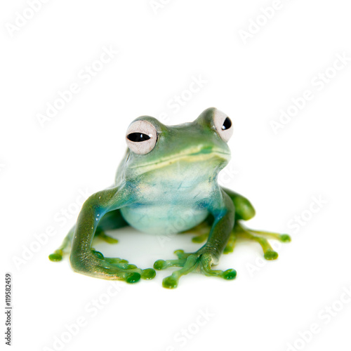 Emerald Tree frog on white background photo