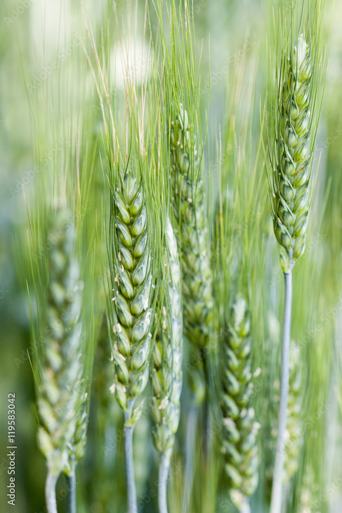 Closeup of a few stalks of wheat.