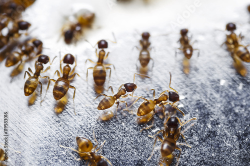 Canvas Print Close up of red imported fire ants (Solenopsis invicta) or simpl